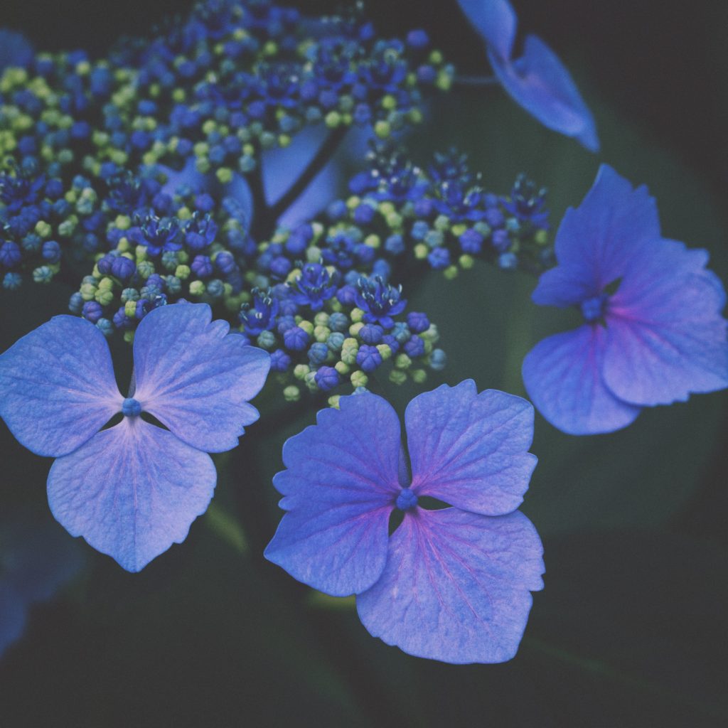 Thérapie naturelle - Fleurs